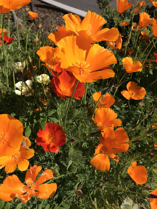 California Poppy