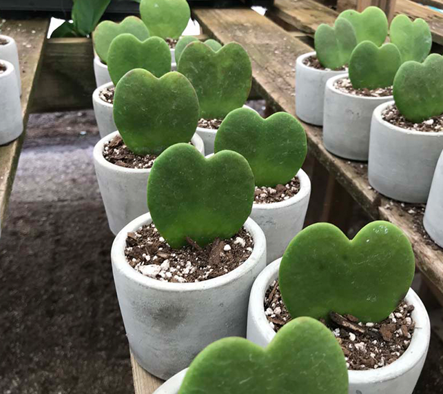 Hoya hearts in small pots