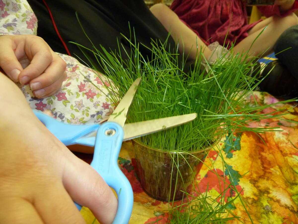 Cutting Grass with Scissors