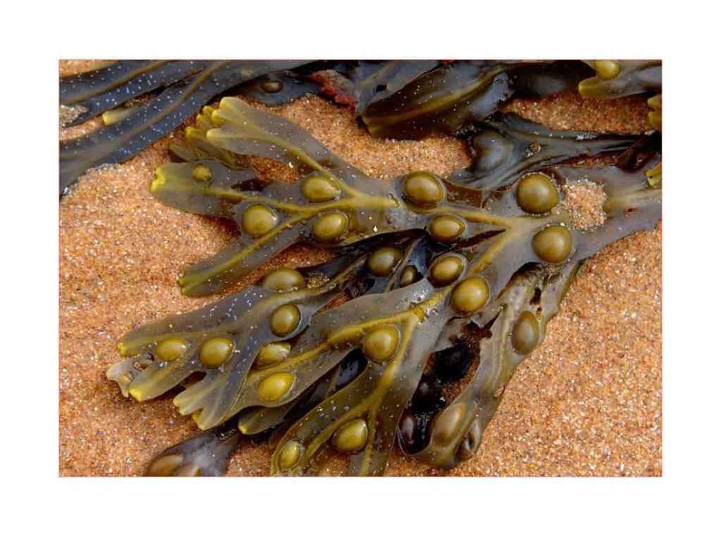 seaweed to detoxify body skin