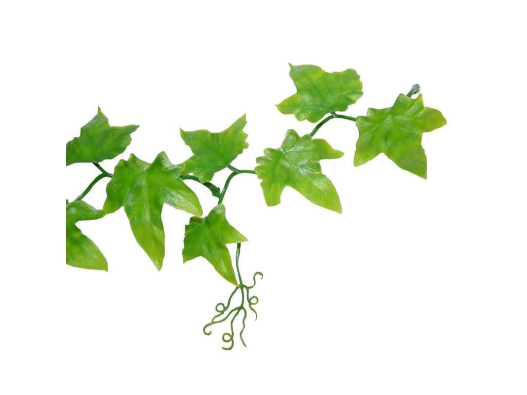 Ivy extract boosts circulation