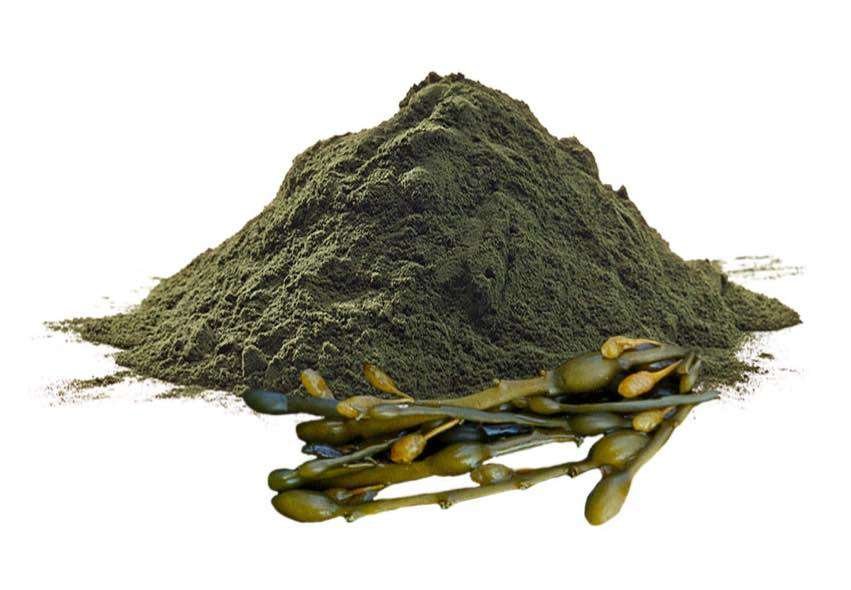 guam algae seaweed for skin tightening for belly