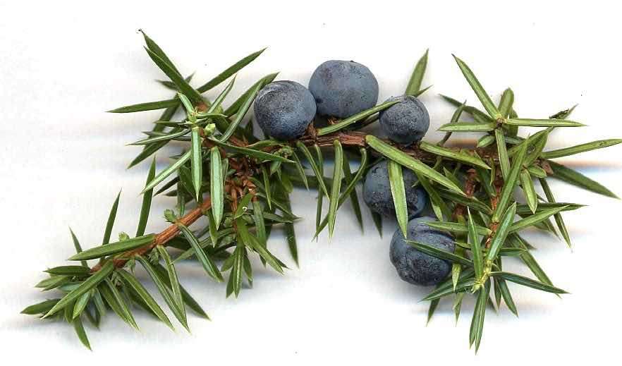 juniper oil 