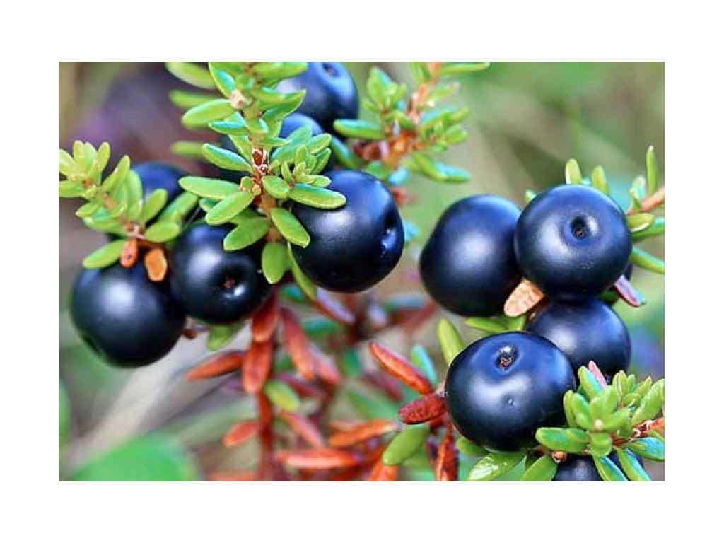 crowberry juice