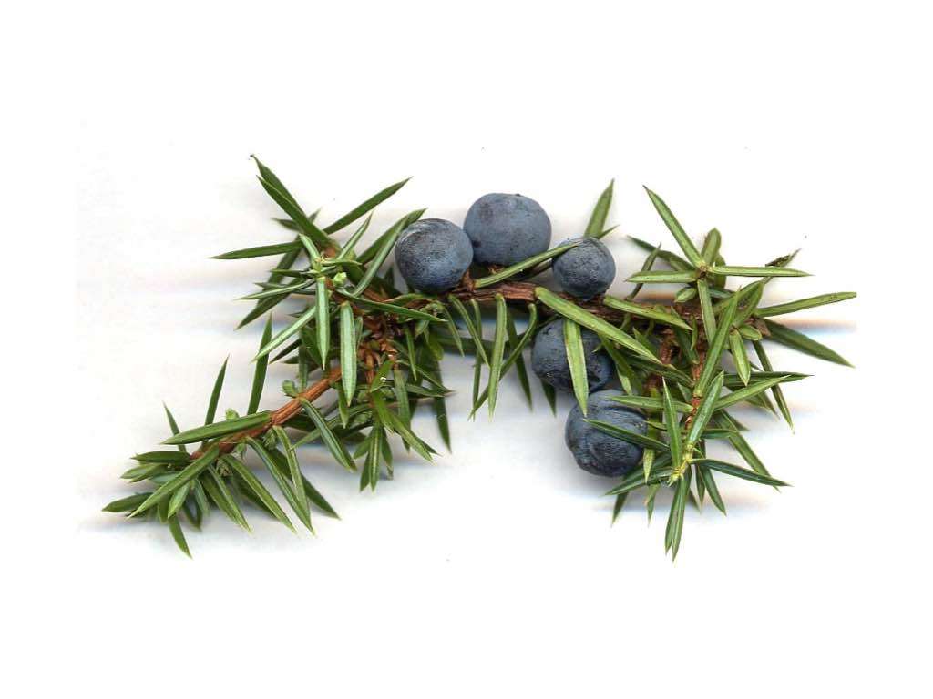 juniper oil to reduce cellulite naturally