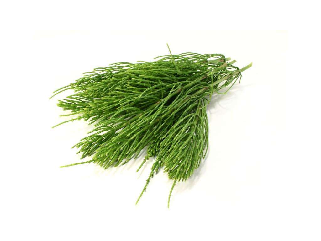 horsetail to reduce cellulite naturally