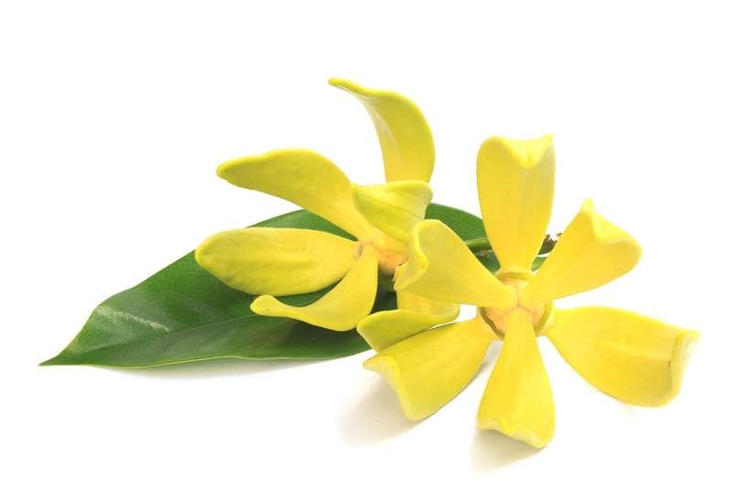 ylang-ylang oil to reduce cellulite naturally