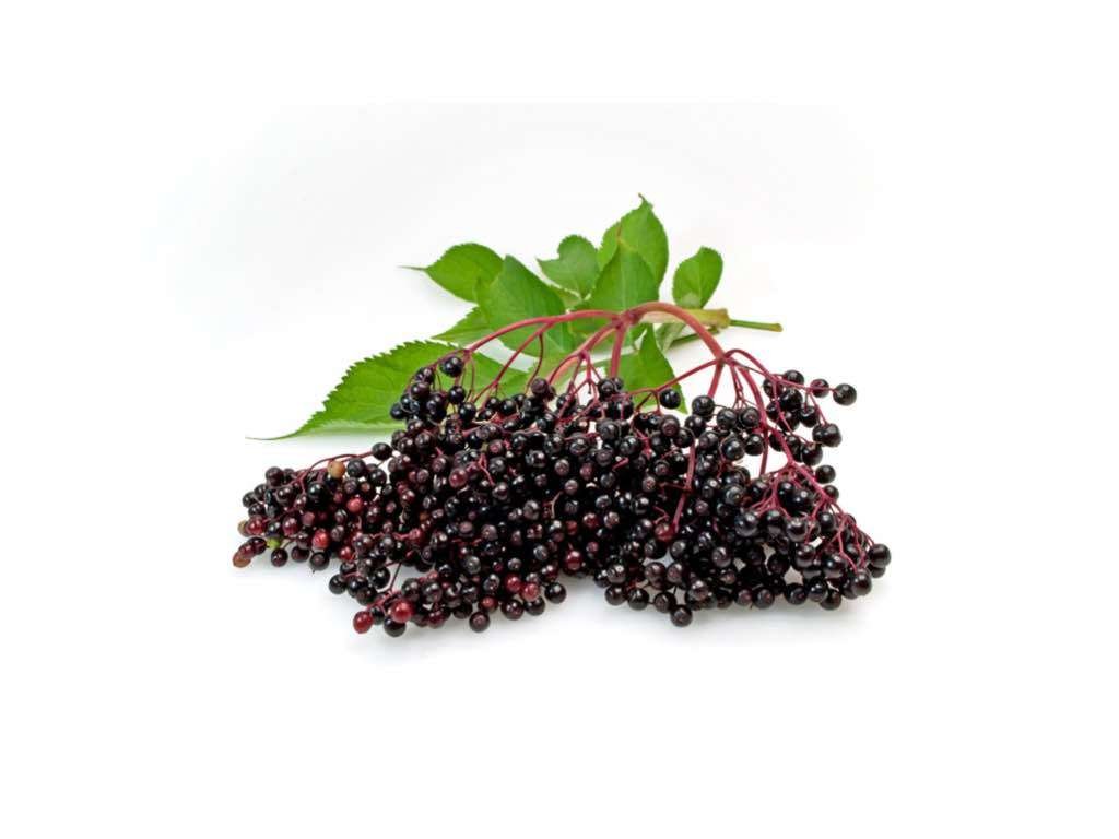 elderberry extract to reduce cellulite naturally