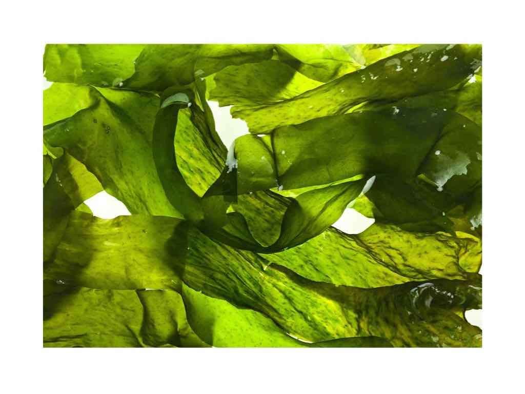 guam seaweed to reduce cellulite on legs