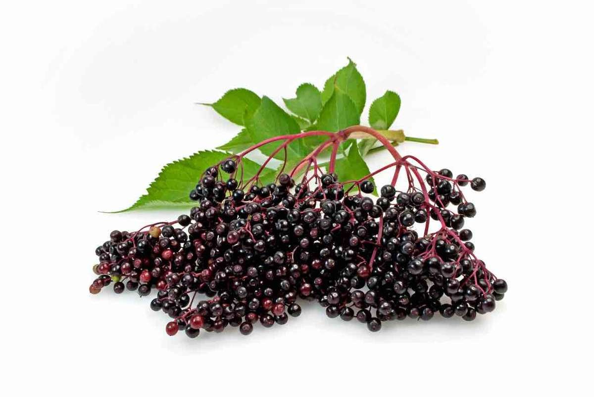 elderberry extort reduces swelling