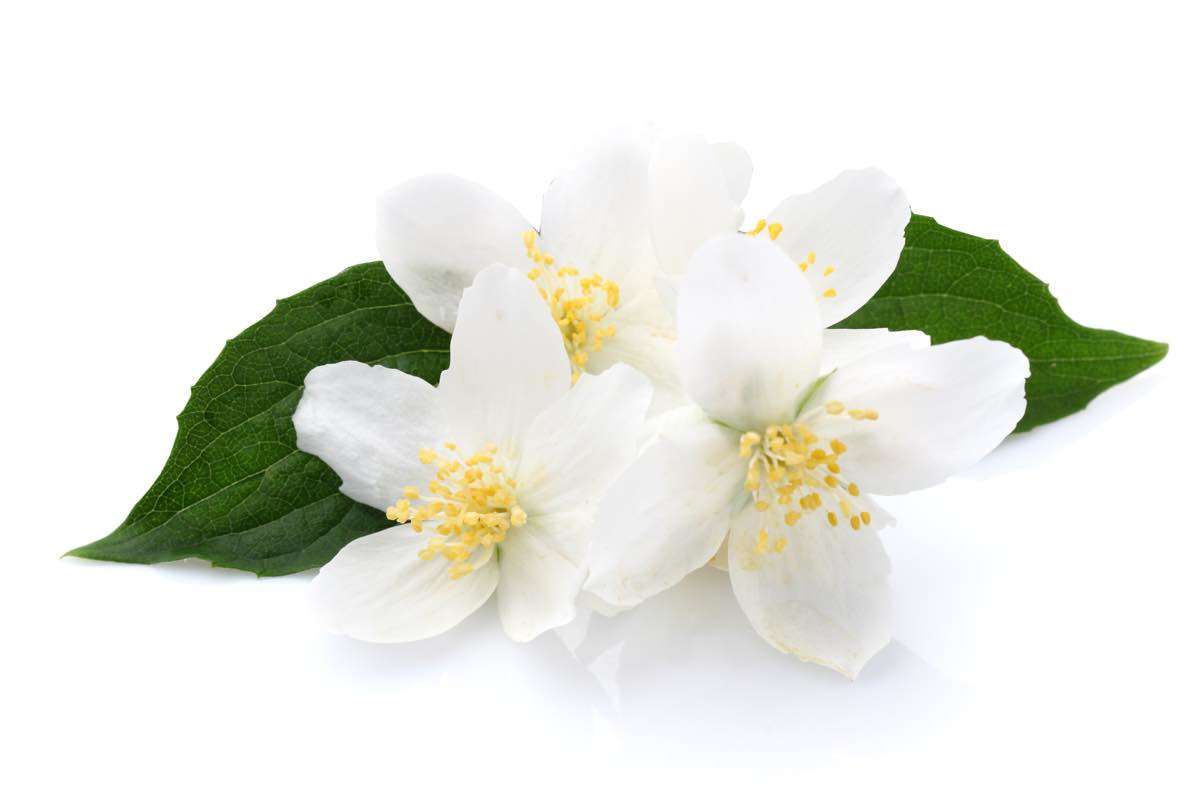 Jasmin oil to reduce cellulite naturally