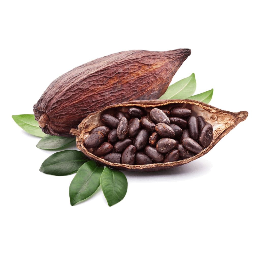 El arbol de cocao Single Origin Tree to Bar Chocolate