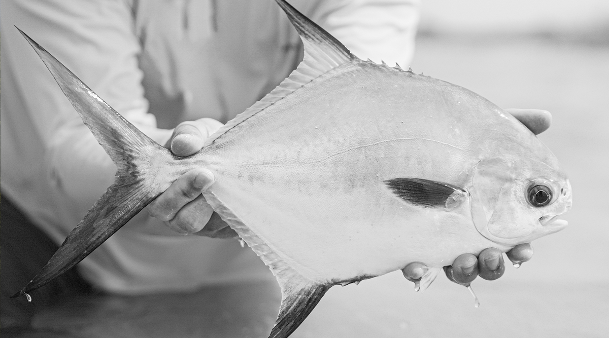 A Belize-caught Permit proudly displayed, captured with a Seigler SF reel. The smooth drag, facilitated by the lever, ensures a seamless battle while landing the holy grail of the saltwater fly world.
