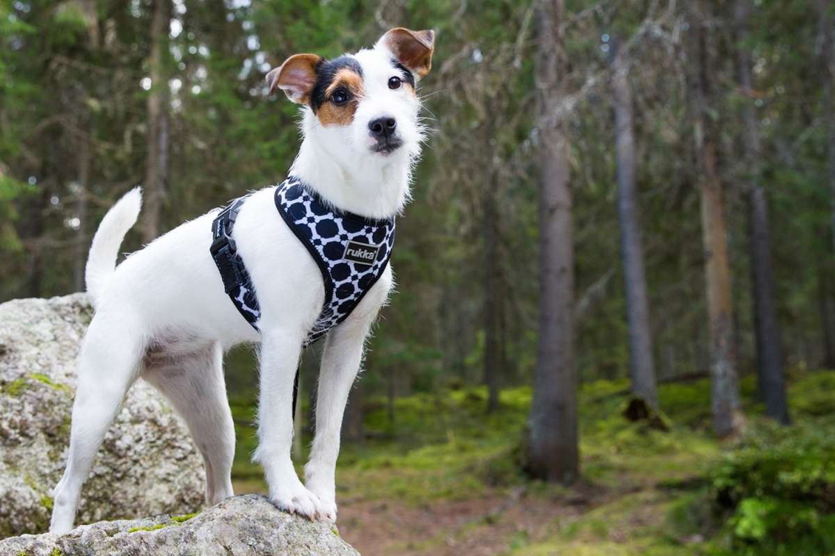 Rukka Dog Harness Rukka Dog Harness