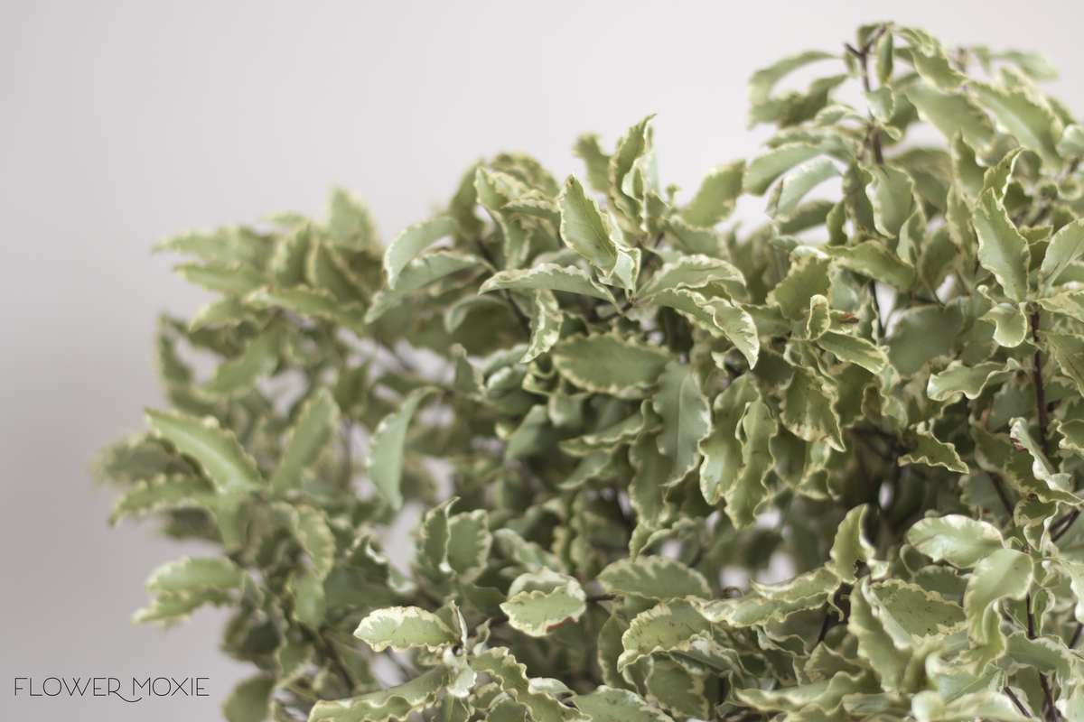 silver queen pitt, silver queen pittosporum, Italian Variegated Pittosporum, bouquet greenery, flower moxie silver queen pitt, silver queen pittosporum, Italian Variegated Pittosporum, bouquet greenery, flower moxie