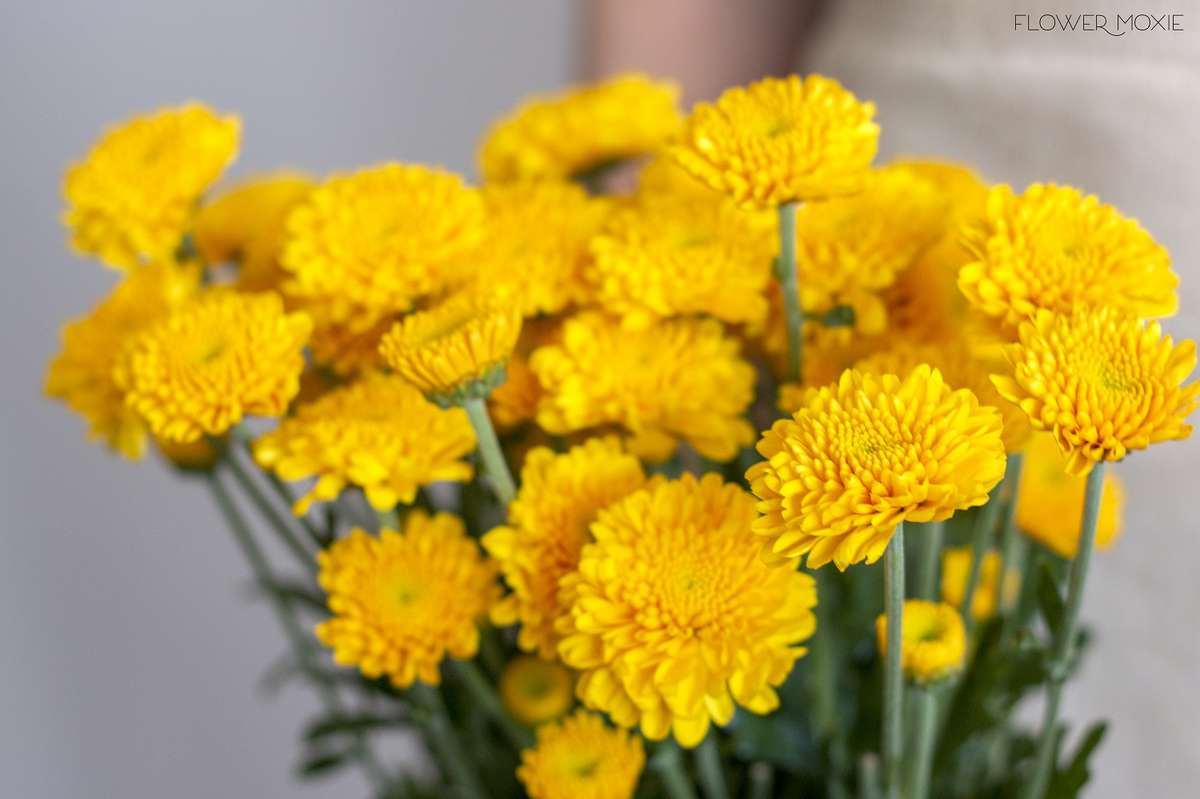 Yellow Button Poms — Flower Moxie