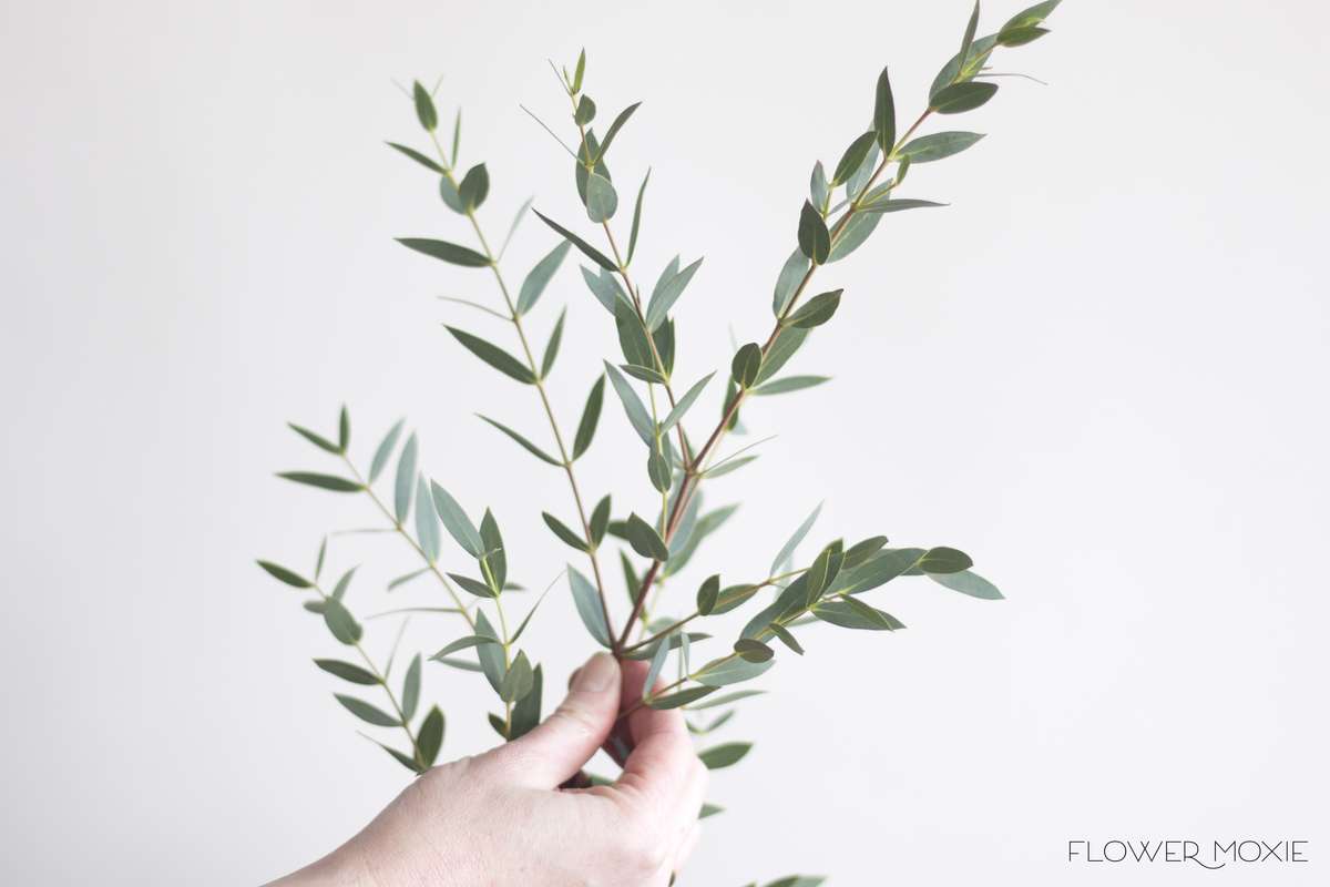gunni eucalyptus, gunni, flower moxie, diy wedding flowers gunni eucalyptus, gunni, flower moxie, diy wedding flowers