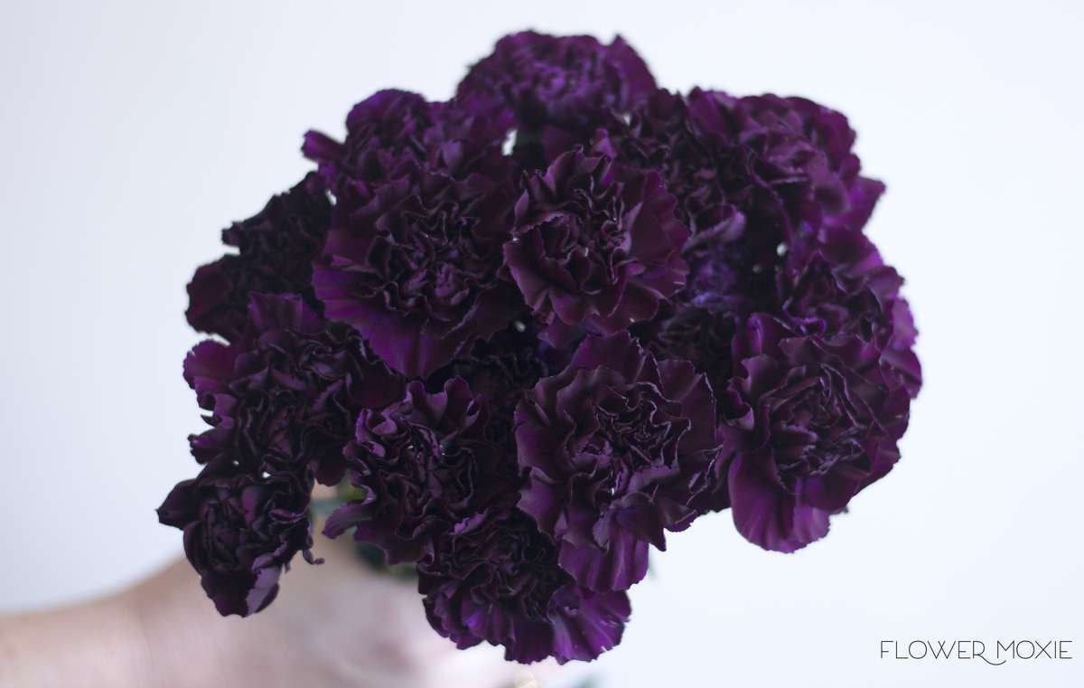 Fancy Carnations- Dark Purple — Flower Moxie