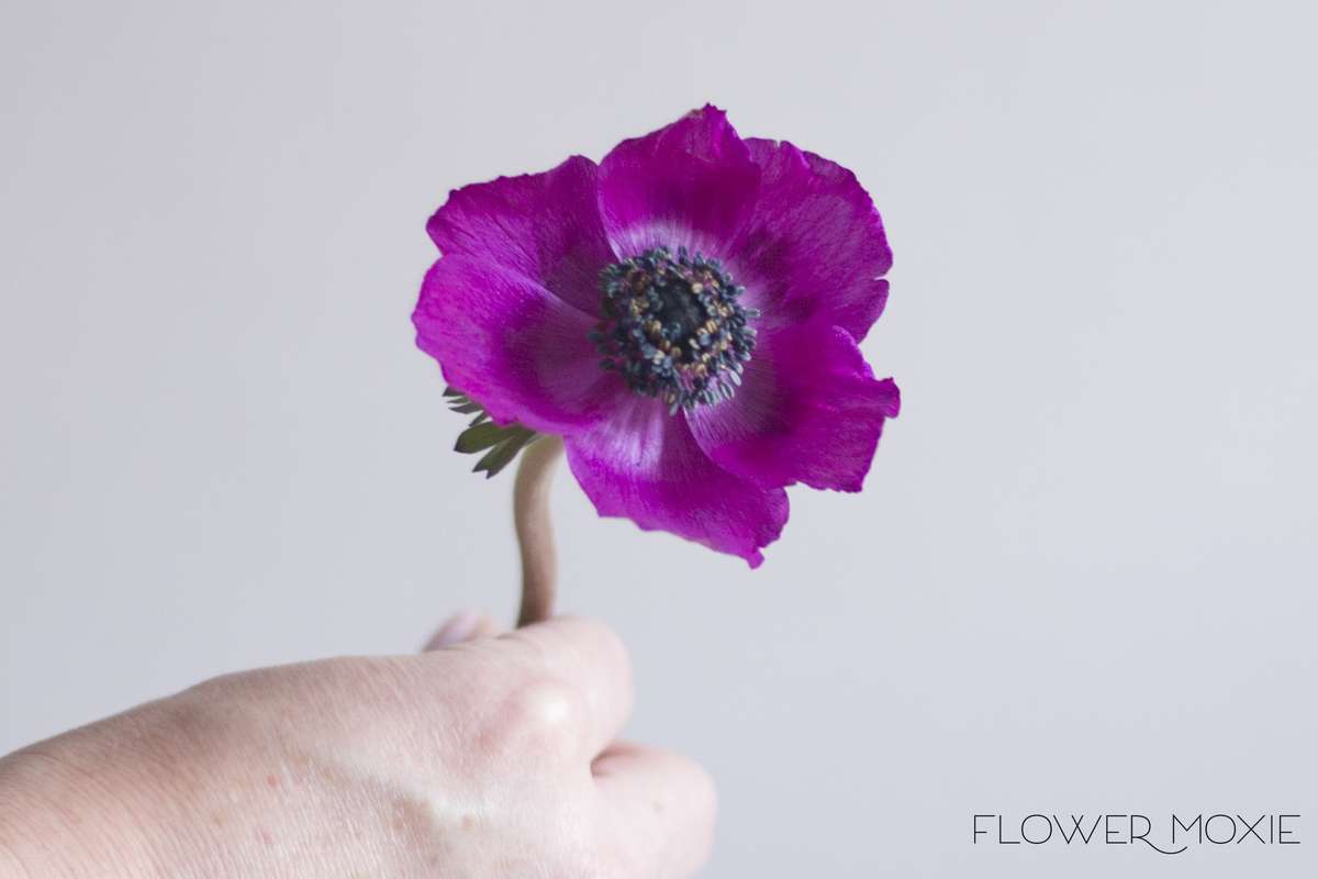 purple anemone, flower moxie, moxie bride purple anemone, flower moxie, moxie bride