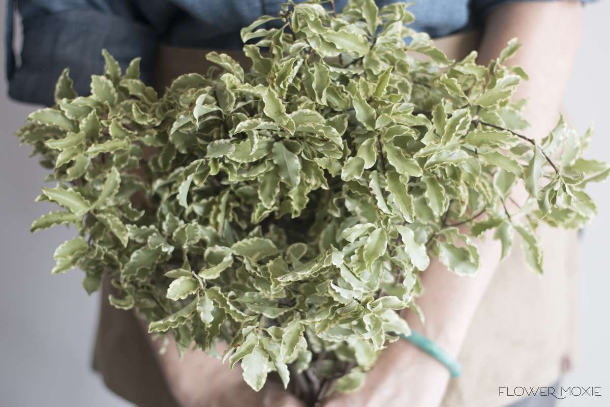 silver queen pitt, silver queen pittosporum, Italian Variegated Pittosporum, bouquet greenery, flower moxie silver queen pitt, silver queen pittosporum, Italian Variegated Pittosporum, bouquet greenery, flower moxie
