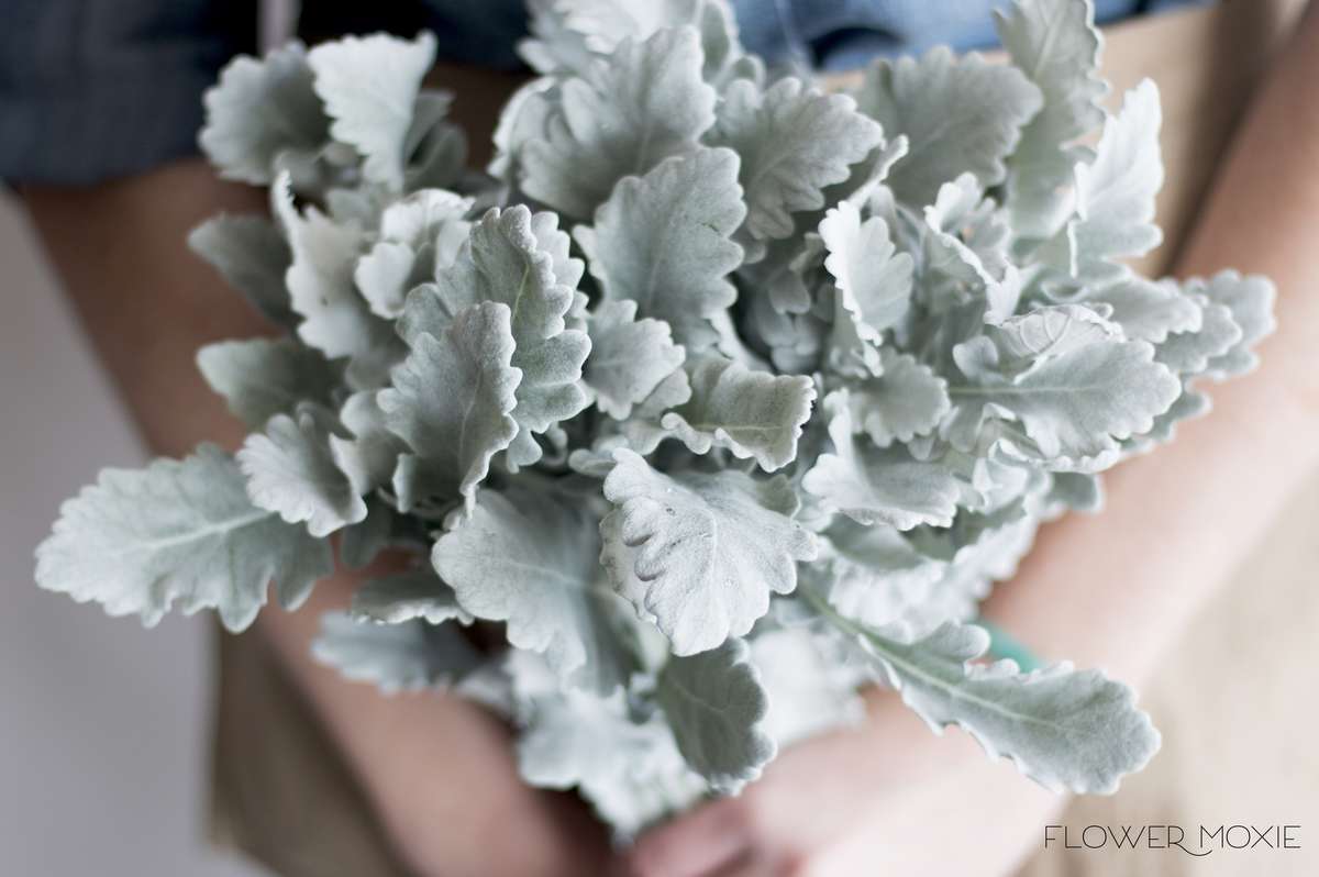 dusty miller | greenery | DIY bride | DIY flower ideas | DIY wedding ideas | DIY bouquet ideas | DIY bridesmaid | DIY bridal bouquet ideas | flower moxie dusty miller | greenery | DIY bride | DIY flower ideas | DIY wedding ideas | DIY bouquet ideas | DIY bridesmaid | DIY bridal bouquet ideas | flower moxie