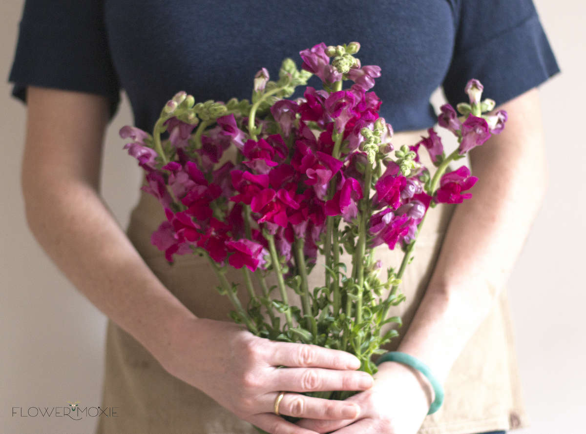 berry snapdragons, burgundy snapdragons berry snapdragons, burgundy snapdragons