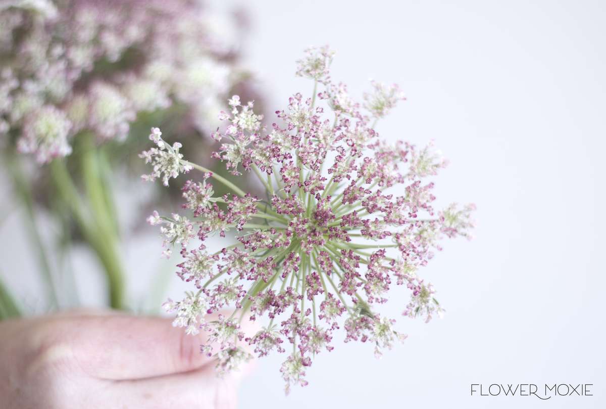 Queen Anne's Lace Chocolate — Flower Moxie