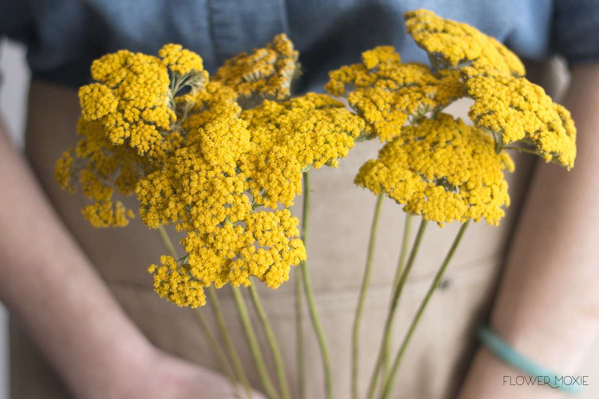 Image result for yarrow
