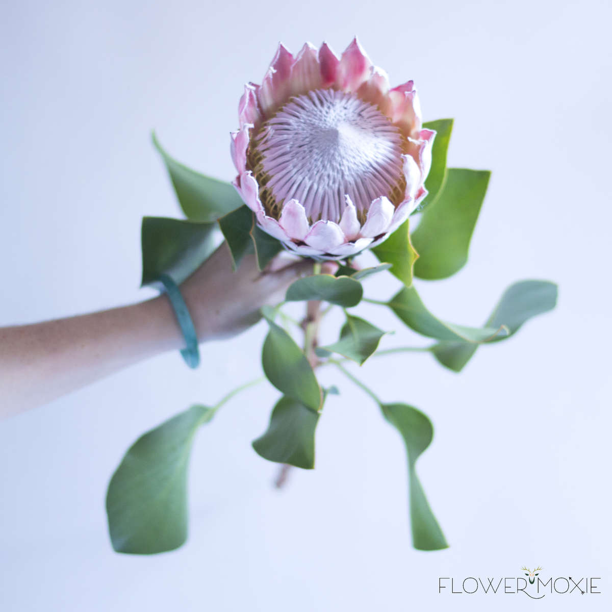 Queen Protea — Flower Moxie