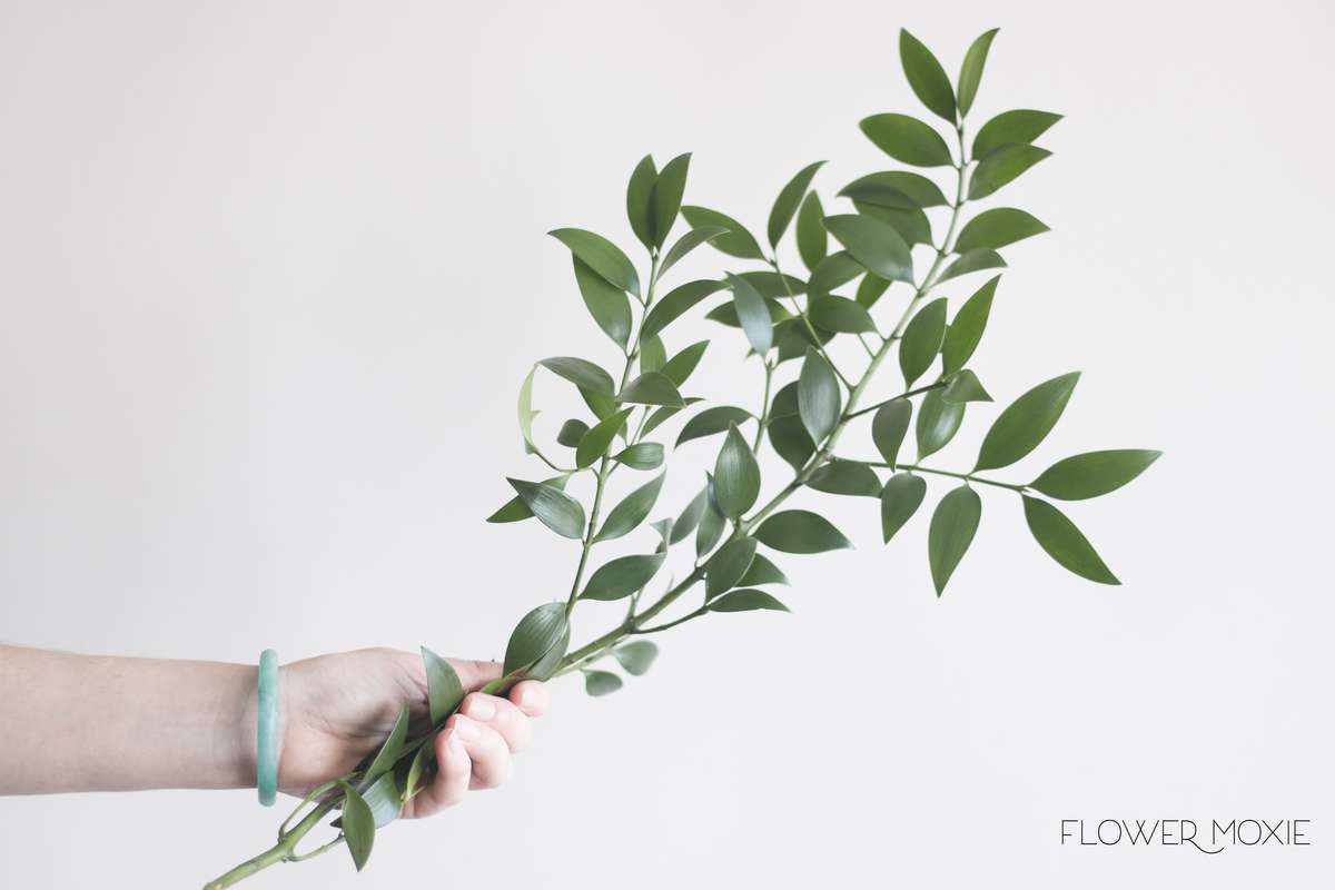 nagi, nagi greenery, flower moxie, moxie bride, diy wedding flowers nagi, nagi greenery, flower moxie, moxie bride, diy wedding flowers