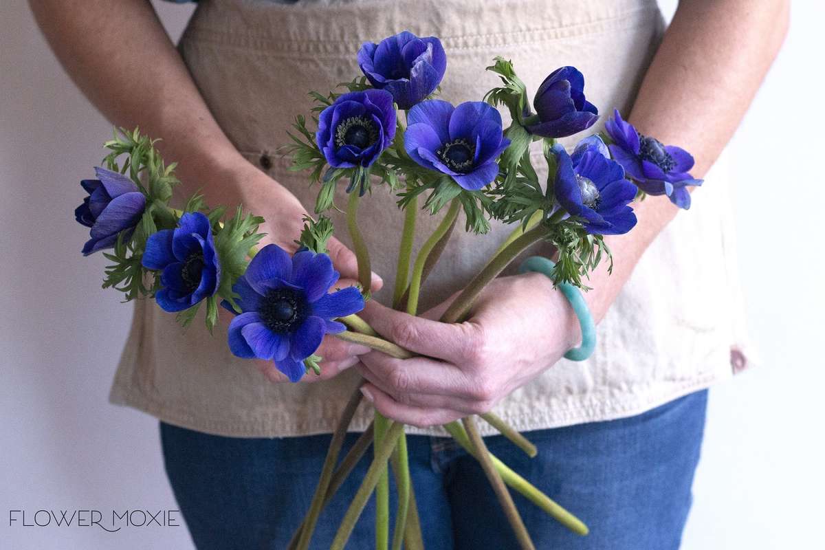 flower moxie, diy wedding flowers, indigo anemones, blue wedding flowers, navy flower, navy wedding flower, purple anenome flower moxie, diy wedding flowers, indigo anemones, blue wedding flowers, navy flower, navy wedding flower, purple anenome