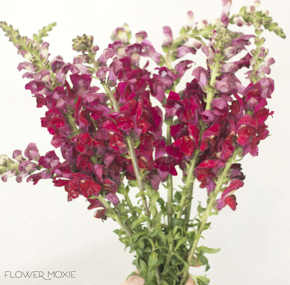 Deep pink snapdragon, ways to save money with wedding flowers, diy bride, diy flowers, diy bouquet, diy wedding, diy wedding ideas, flower moxie, what does a bikini rose look like, wedding ideas, make your own bouquet, make your own wedding bouquet, flower moxie Deep pink snapdragon, ways to save money with wedding flowers, diy bride, diy flowers, diy bouquet, diy wedding, diy wedding ideas, flower moxie, what does a bikini rose look like, wedding ideas, make your own bouquet, make your own wedding bouquet, flower moxie