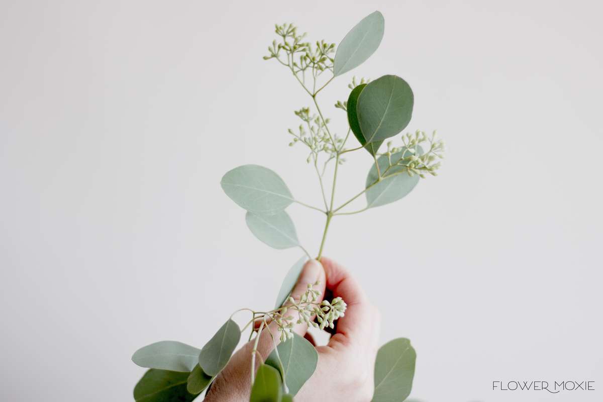 seeded eucalyptus, seeded eucalyptus bouquet, seeded eucalyptus wedding, flower moxie, moxie bride seeded eucalyptus, seeded eucalyptus bouquet, seeded eucalyptus wedding, flower moxie, moxie bride