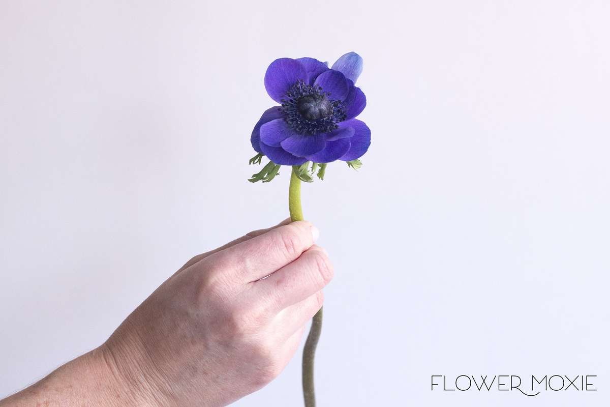 flower moxie, diy wedding flowers, indigo anemones, blue wedding flowers, navy flower, navy wedding flower, purple anenome flower moxie, diy wedding flowers, indigo anemones, blue wedding flowers, navy flower, navy wedding flower, purple anenome