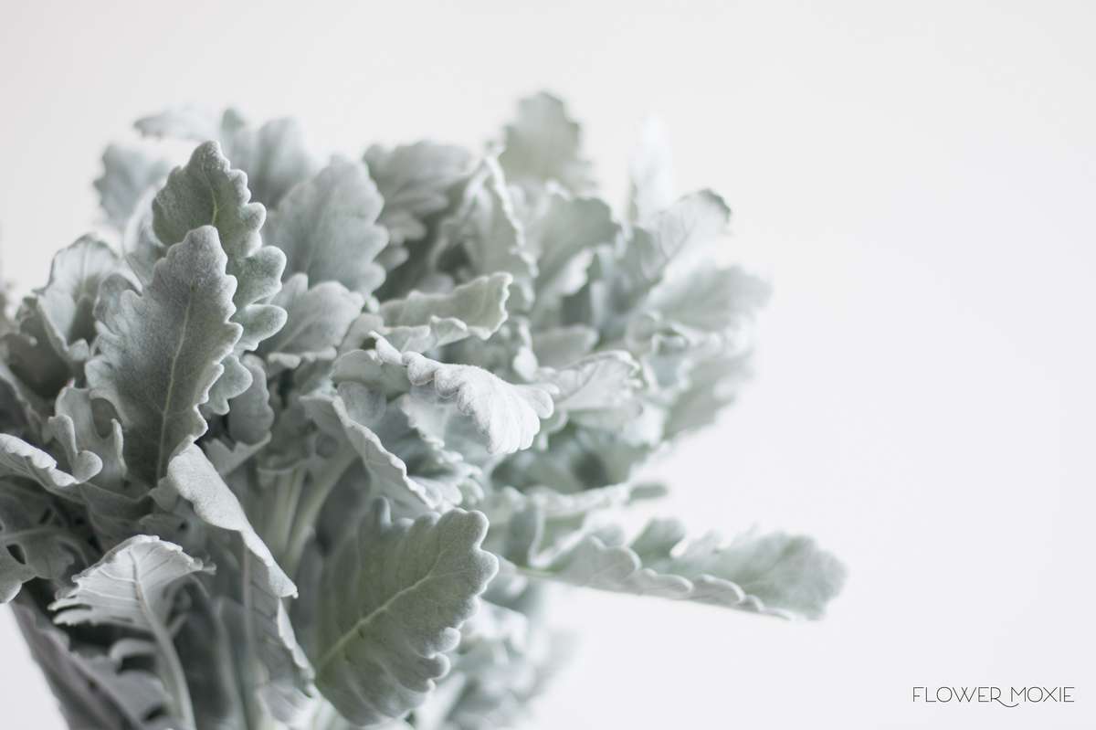 dusty miller | greenery | DIY bride | DIY flower ideas | DIY wedding ideas | DIY bouquet ideas | DIY bridesmaid | DIY bridal bouquet ideas | flower moxie dusty miller | greenery | DIY bride | DIY flower ideas | DIY wedding ideas | DIY bouquet ideas | DIY bridesmaid | DIY bridal bouquet ideas | flower moxie