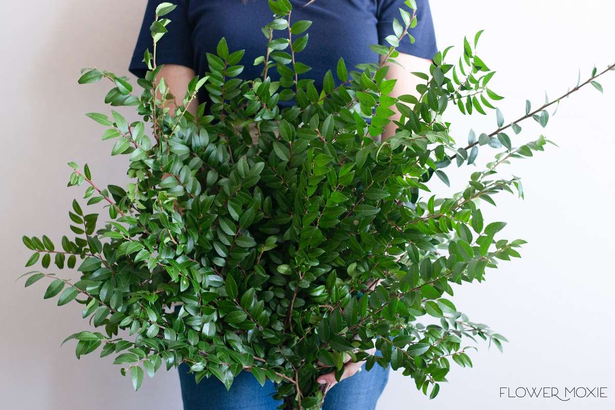huck greenery, huck bouquet, huck centerpiece, diy wedding flowers, flower moxie, flowermoxie, fifty flowers, bulk wedding flowers, diy wedding huck greenery, huck bouquet, huck centerpiece, diy wedding flowers, flower moxie, flowermoxie, fifty flowers, bulk wedding flowers, diy wedding