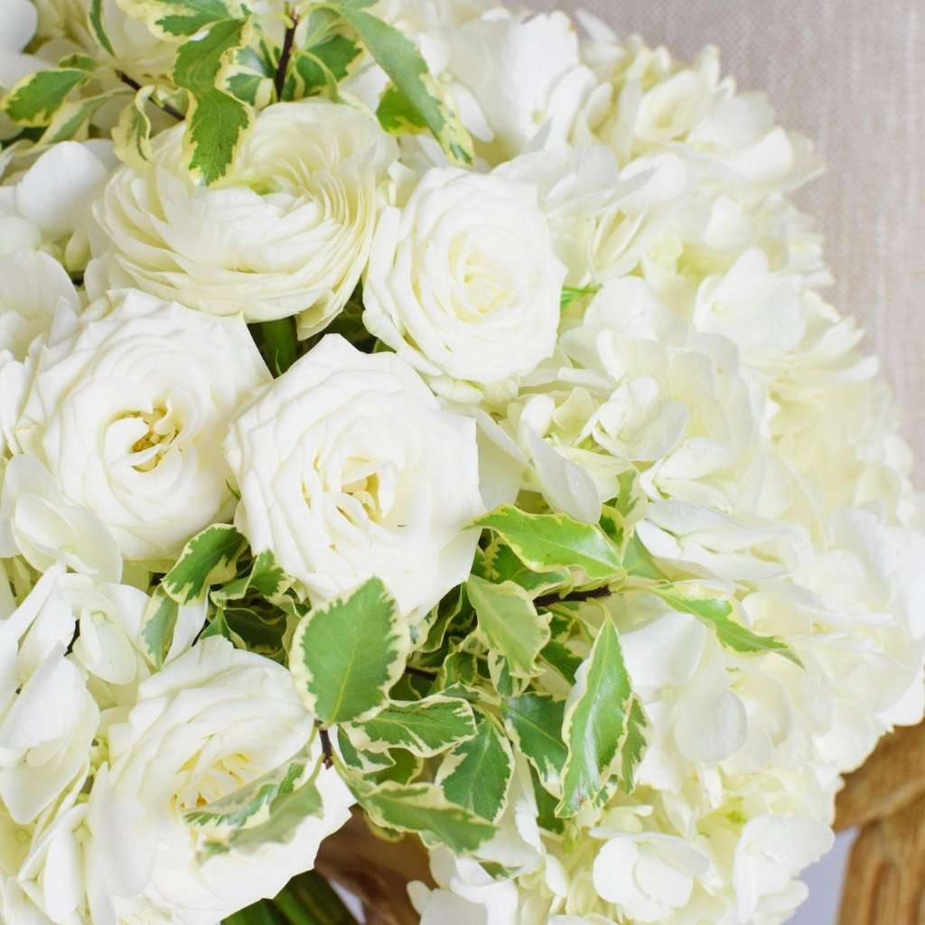 Silver queen pittosporum, variegated pitt, wedding greenery, ways to save money with wedding flowers, diy bride, diy flowers, diy bouquet, diy wedding, diy wedding ideas, flower moxie, what does a bikini rose look like, wedding ideas, make your own bouquet, make your own wedding bouquet, flower moxie Silver queen pittosporum, variegated pitt, wedding greenery, ways to save money with wedding flowers, diy bride, diy flowers, diy bouquet, diy wedding, diy wedding ideas, flower moxie, what does a bikini rose look like, wedding ideas, make your own bouquet, make your own wedding bouquet, flower moxie