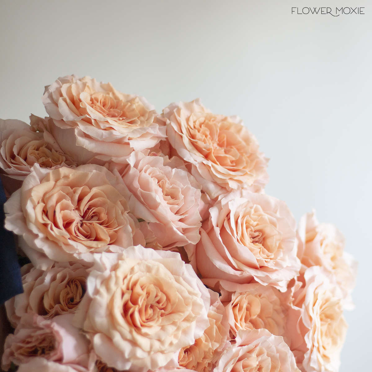 Shimmer Rose — Flower Moxie