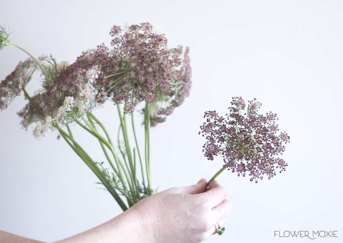Queen Anne's Lace Chocolate — Flower Moxie