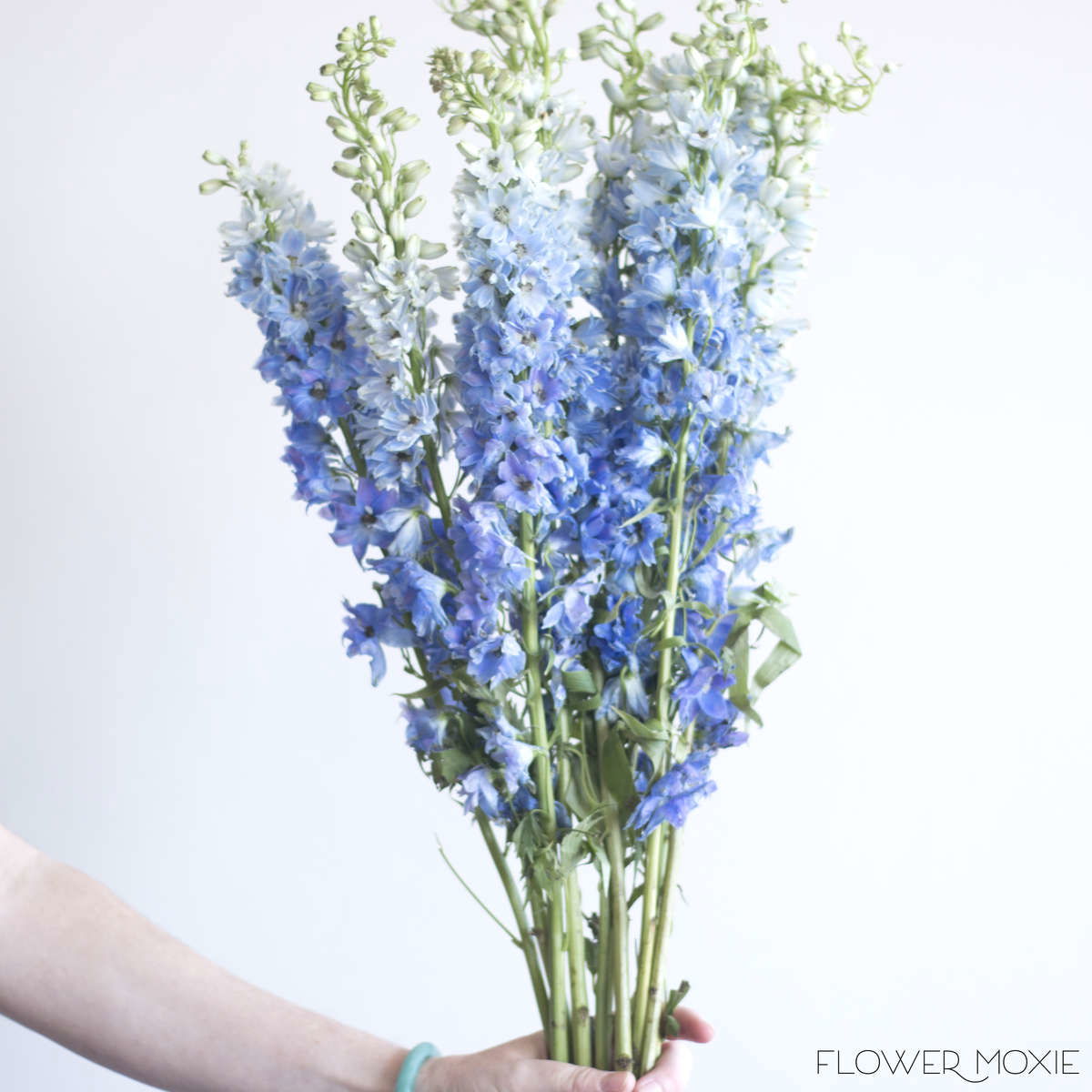 Delphinium Light Blue — Flower Moxie 5766