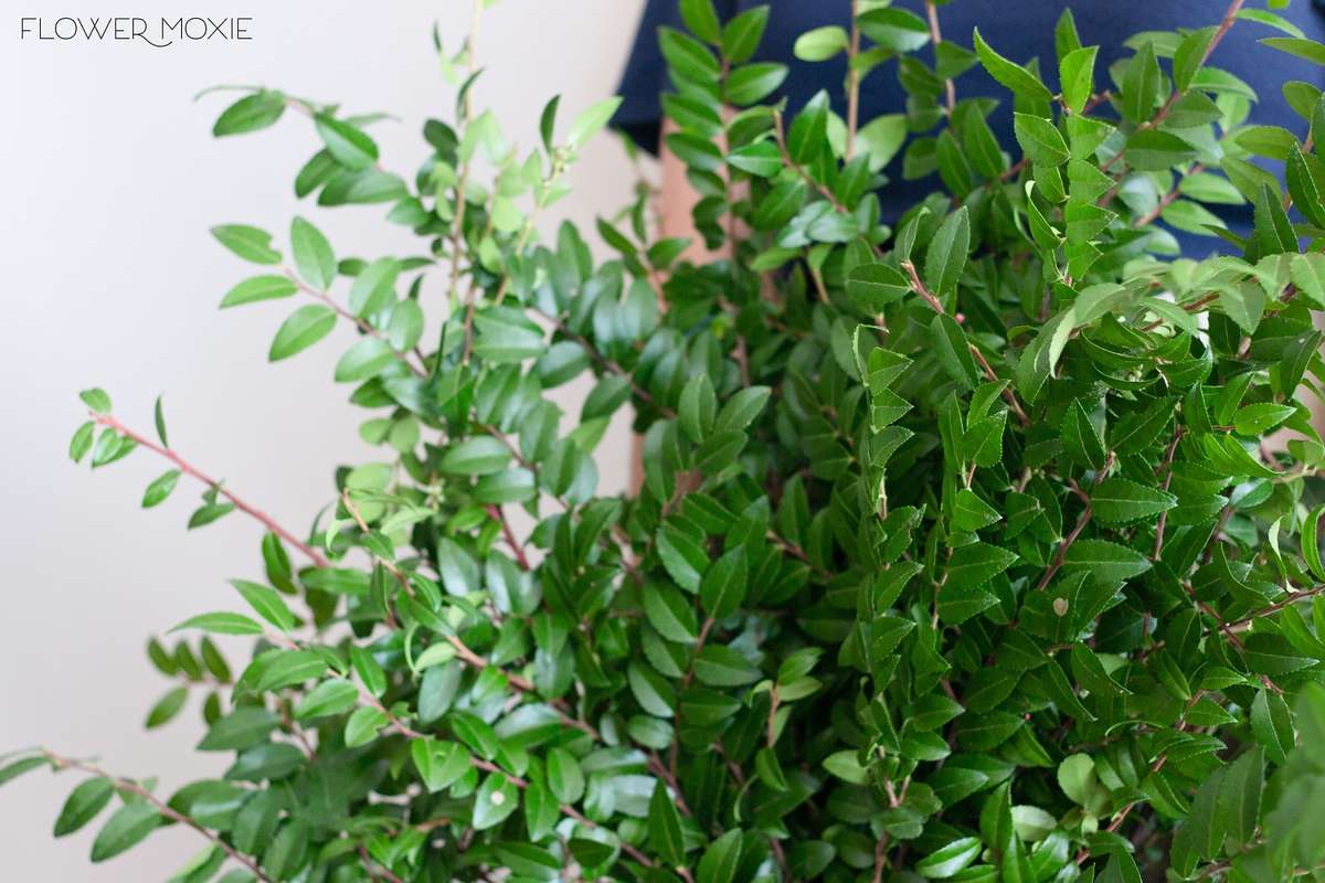 huck greenery, huck bouquet, huck centerpiece, diy wedding flowers, flower moxie, flowermoxie, fifty flowers, bulk wedding flowers, diy wedding huck greenery, huck bouquet, huck centerpiece, diy wedding flowers, flower moxie, flowermoxie, fifty flowers, bulk wedding flowers, diy wedding
