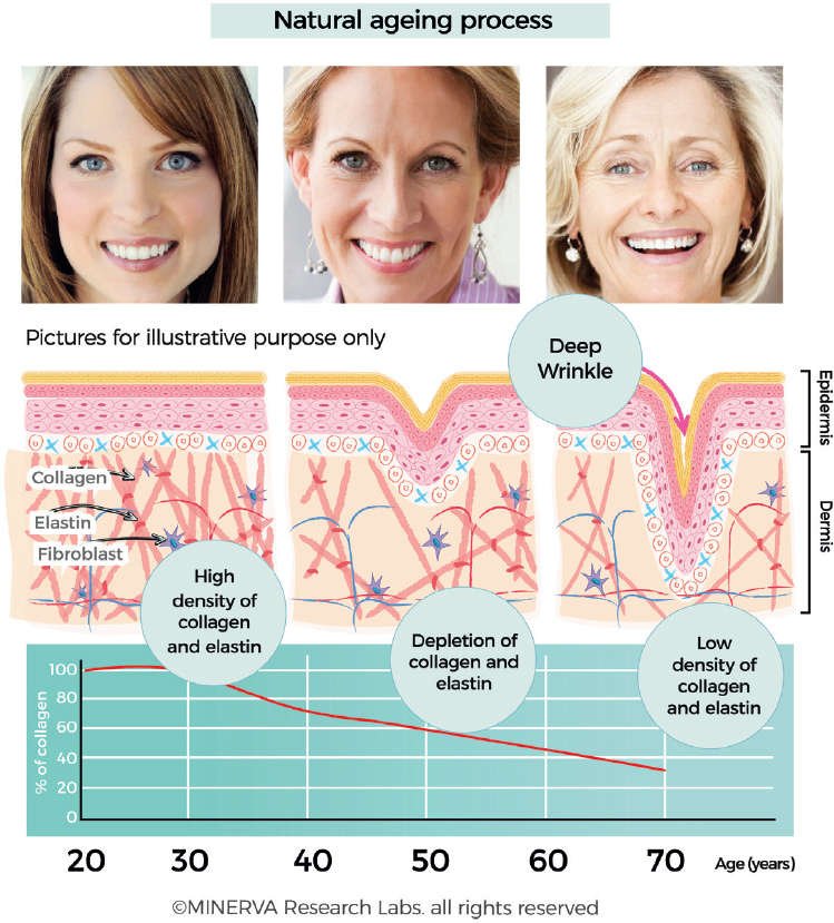 ageing process of skin