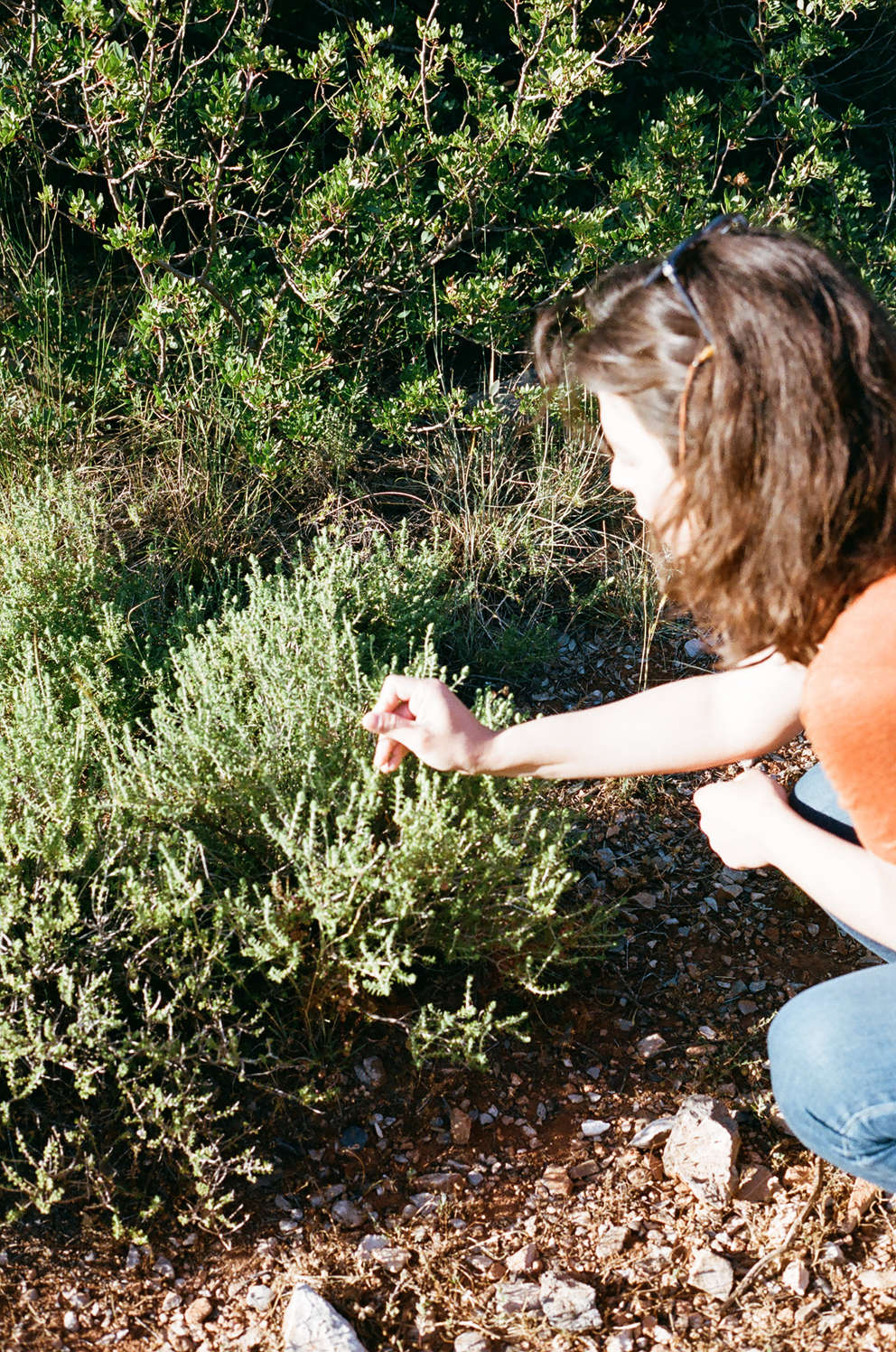 Unique Greek Sage  Daphnis and Chloe Herbs