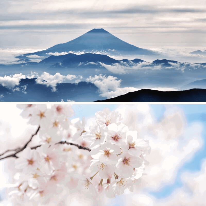 Japan - Kirschblütten & Fuji Mountain