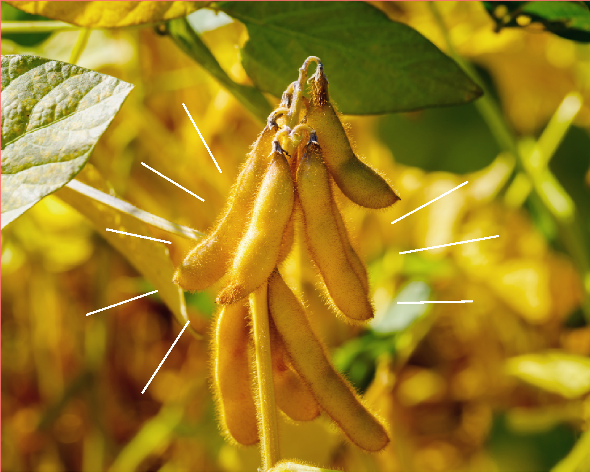 Origin of tempayy (tempeh) using soybeans 