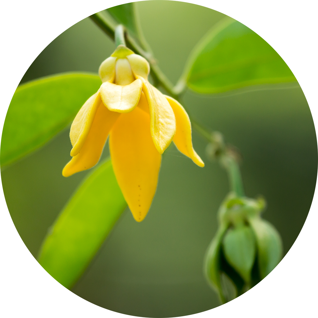 100% pure and natural ylang ylang essential oil for skin care and aromatherapy