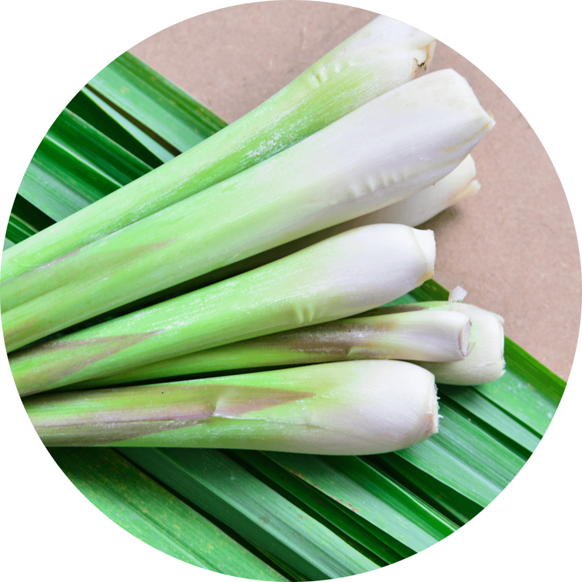 100% pure and natural Lemongrass essential oil