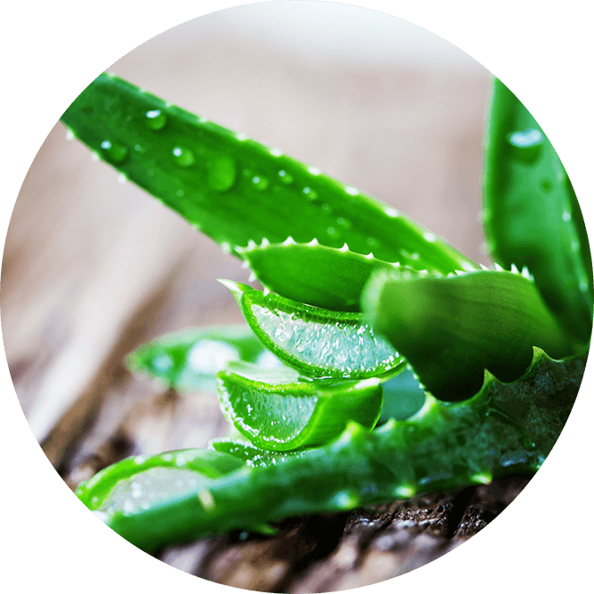 natural aloe vera ingredient in Source Vital products