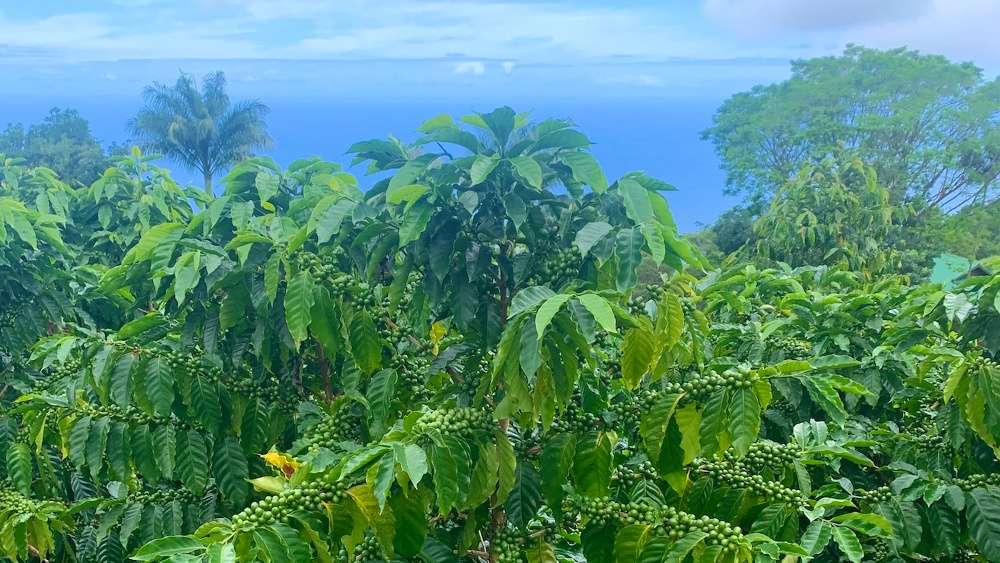 Coffee plants growing on our Kona coffee farm Coffee plants growing on our Kona coffee farm