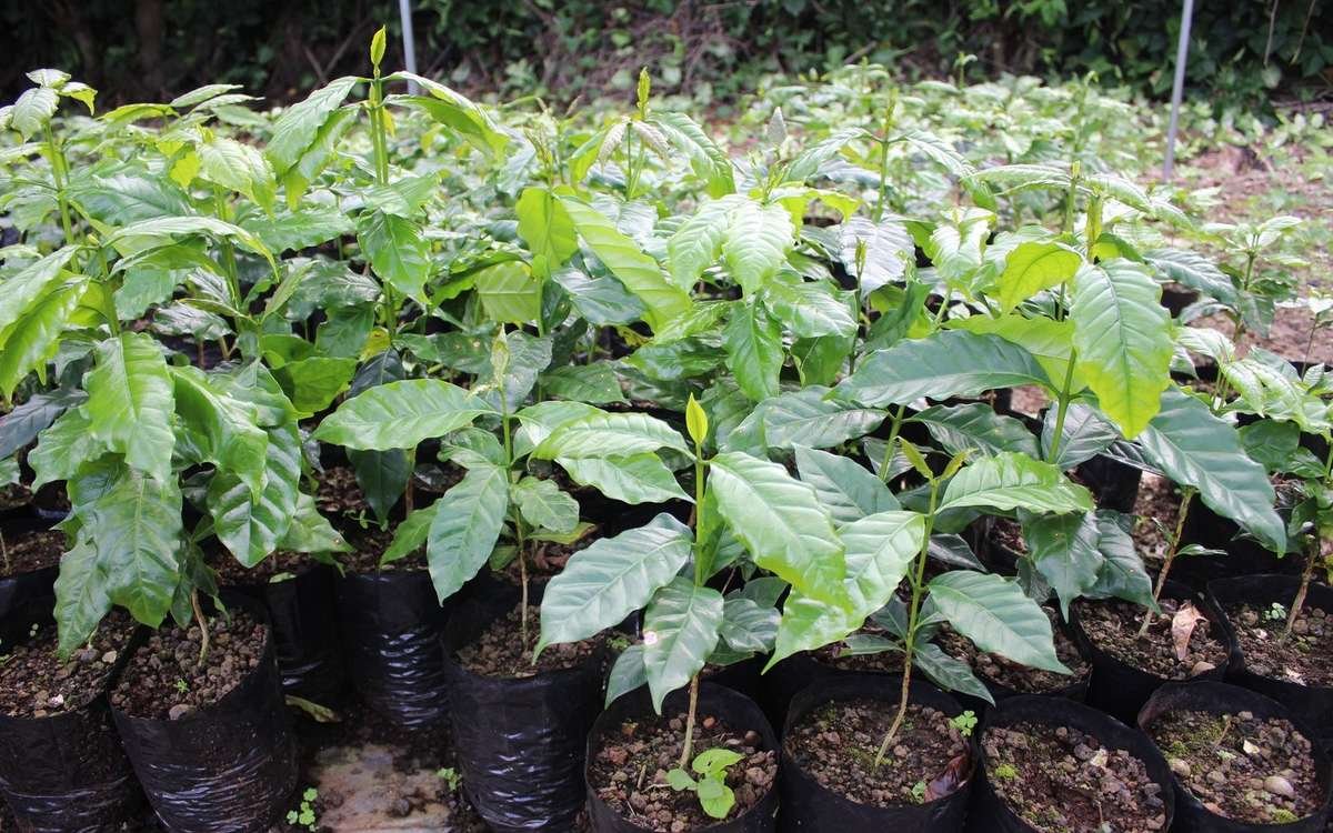 Growing Kona coffee trees